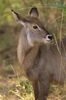 Waterbuck: Africa, Kenya, Meru National Park, a female