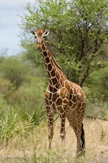 Meru: Africa, Kenya, Meru National Park, giraffe