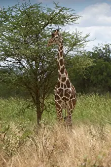 Meru: Africa, Kenya, Meru National Park, giraffe
