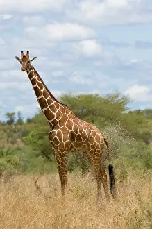 Meru: Africa, Kenya, Meru National Park, giraffe