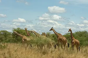 Meru: Africa, Kenya, Meru National Park, giraffes