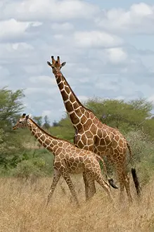 Meru: Africa, Kenya, Meru National Park, giraffes