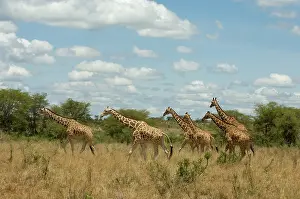 Meru: Africa, Kenya, Meru National Park, giraffes