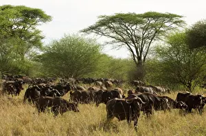 Meru: Africa, Kenya, Meru National Park, group