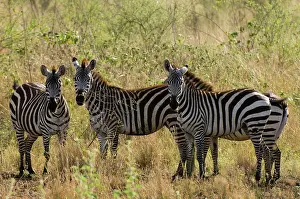 Meru: Africa, Kenya, Meru National Park, a group