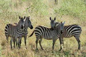 Meru: Africa, Kenya, Meru National Park, a group