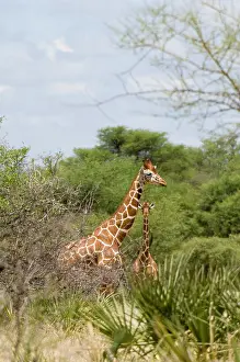 Meru: Africa, Kenya, Meru National Park, reticulated
