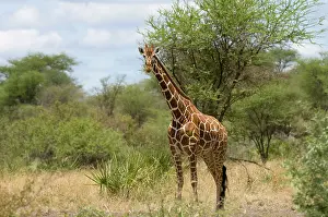 Meru: Africa, Kenya, Meru National Park, reticulated