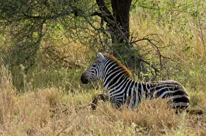 Meru: Africa, Kenya, Meru National Park, zebra