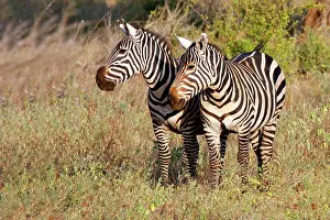 Meru: Africa, Kenya, Meru. Pair of Zebras in Meru
