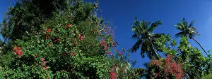 Mombasa: Africa, Kenya, Mombasa, Morning sun lights