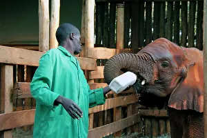 Orphaned: Africa, Kenya, Nairobi. Caretaker bottle