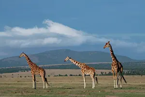 Reticulated: Africa, Kenya, Northern Frontier District, Ol Pejeta