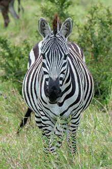 Selective: Africa, Kenya, Northern Serengeti Plains, Maasai