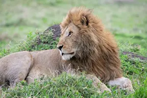 Selective: Africa, Kenya, Northern Serengeti Plains, Maasai
