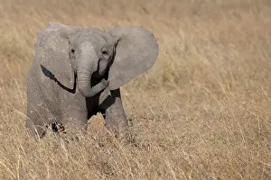 Pejeta: Africa, Kenya, Ol Pejeta Conservancy. Baby African elephant
