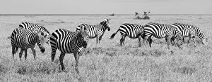 Pejeta: Africa, Kenya, Ol Pejeta Conservancy. Herd of Bruchell's