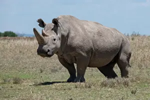 Subspecies: Africa, Kenya, Ol Pejeta Conservancy, one of the