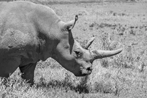 Subspecies: Africa, Kenya. Ol Pejeta Conservancy, one of last