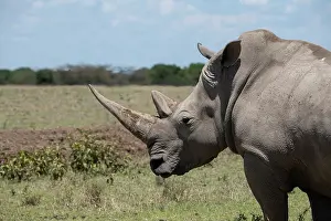 Subspecies: Africa, Kenya, Ol Pejeta Conservancy. One the last