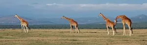 Reticulated: Africa, Kenya, Ol Pejeta Conservancy. Herd of Reticulated