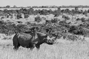 Conservancy: Africa, Kenya, Ol Pejeta Conservancy. Black rhinoceros