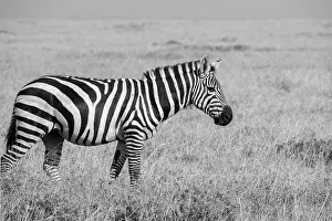 Pejeta: Africa, Kenya, Ol Pejeta Conservancy. Bruchell's