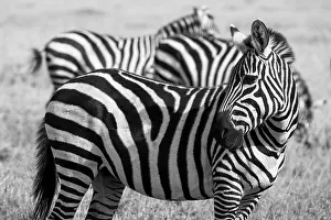 Pejeta: Africa, Kenya, Ol Pejeta Conservancy. Bruchell's