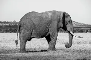 Pejeta: Africa, Kenya, Ol Pejeta Conservancy. Lone bull