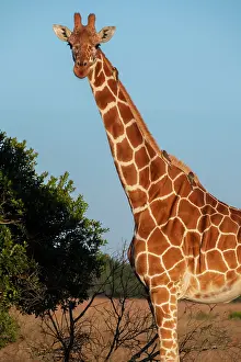 Reticulated: Africa, Kenya, Ol Pejeta Conservancy. Reticulated