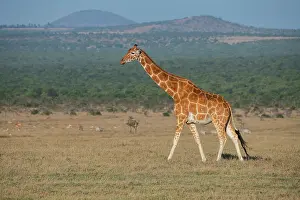 Reticulated: Africa, Kenya, Ol Pejeta Conservancy. Reticulated