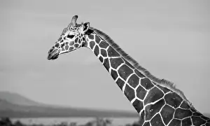 Reticulated: Africa, Kenya, Ol Pejeta Conservancy. Reticulated