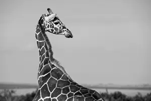 Reticulated: Africa, Kenya, Ol Pejeta Conservancy. Reticulated
