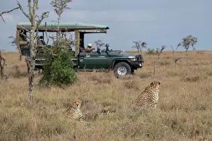 Conservancy: Africa, Kenya, Ol Pejeta Conservancy. Safari jeep