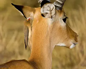 Erythrorhynchus: Africa. Kenya. Red-billed Oxpecker cleans