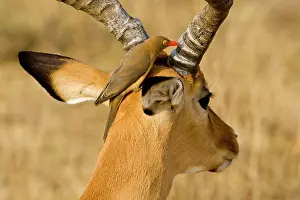 Erythrorhynchus: Africa. Kenya. Red-billed Oxpecker cleans