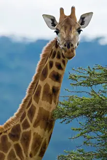 Rothschildi: Africa. Kenya. Rothschild's Giraffe at Lake
