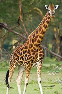 Rothschildi: Africa. Kenya. Rothschild's Giraffe at Lake
