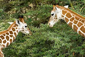 Rothschildi: Africa. Kenya. Rothschild's Giraffes at