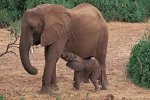 Youth: AFRICA, Kenya, Samburu African Elephants