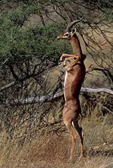 Litocranius: Africa, Kenya, Samburu National Park. A gerenuk