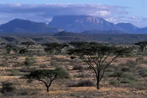 Harsh: Africa, Kenya, Samburu National Reserve