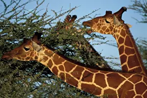 Chewing: Africa, Kenya, Samburu National Reserve
