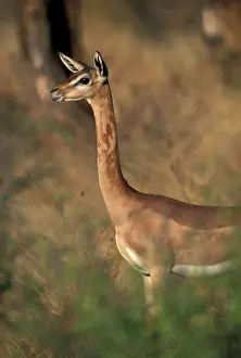 Walleri: Africa, Kenya, Samburu National Reserve
