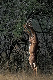 Walleri: Africa, Kenya, Samburu National Reserve