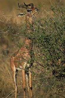 Walleri: Africa, Kenya, Samburu National Reserve