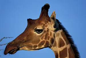 Height: Africa, Kenya, Samburu National Reserve