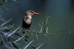 Thorny: Africa, Kenya, Samburu National Reserve
