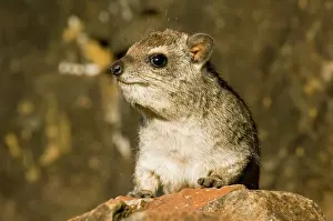 Hyrax: Africa, Kenya, Samburuland, hyrax