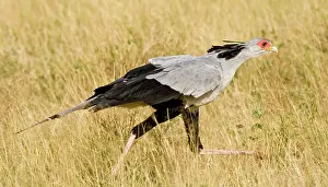 Secretary: Africa. Kenya. Secretary Bird at Samburu